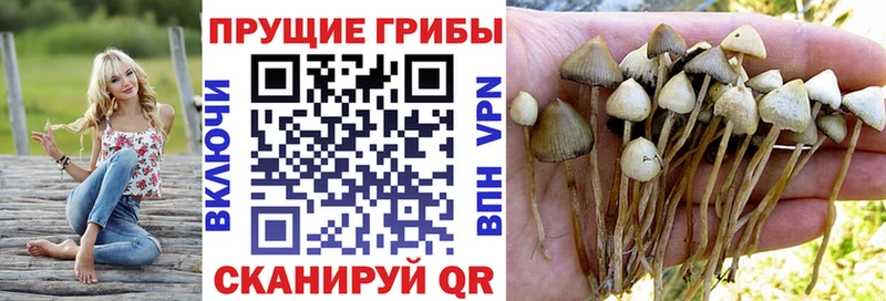 omg как зайти  сайты даркнета наркотические препараты  Россошь  Псилоцибиновые грибы GOLDEN TEACHER  продажа наркотиков 